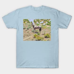 Wild horses, mustangs, Nevada, Standing Proud T-Shirt